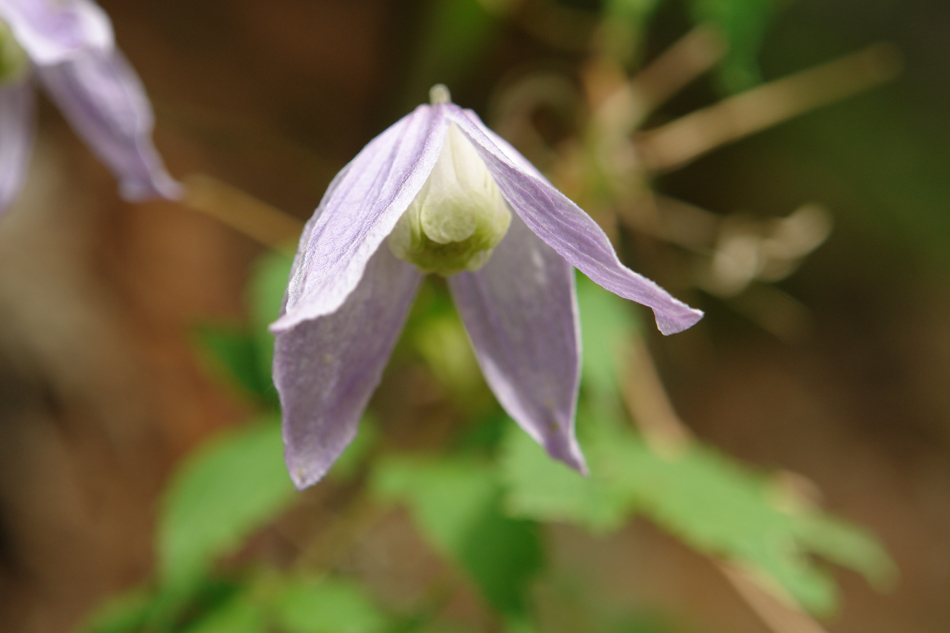 Clematis alpina2